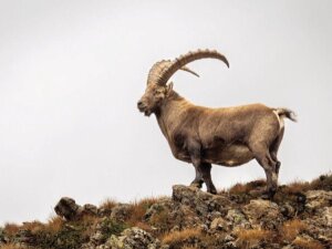 Bouquetin