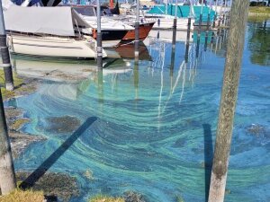 cyano_FR