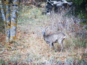 Briey, le 3 novembre 2015 Gibier dans la nature. Chevrette (femelle du chevreuil) âge: 3/5 ans. Sacha Bittel/Le Nouvelliste