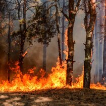 wildfire