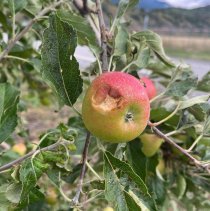 grele01 © Service cantonal de l’agriculture Etat du Valais