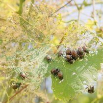 IPM_Popillia_Damage_On_Plants_05