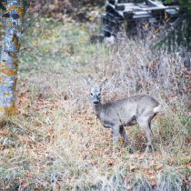 Briey, le 3 novembre 2015 Gibier dans la nature. Chevrette (femelle du chevreuil) âge: 3/5 ans. Sacha Bittel/Le Nouvelliste