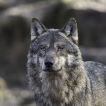 loup_DE