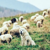 Protection troupeaux